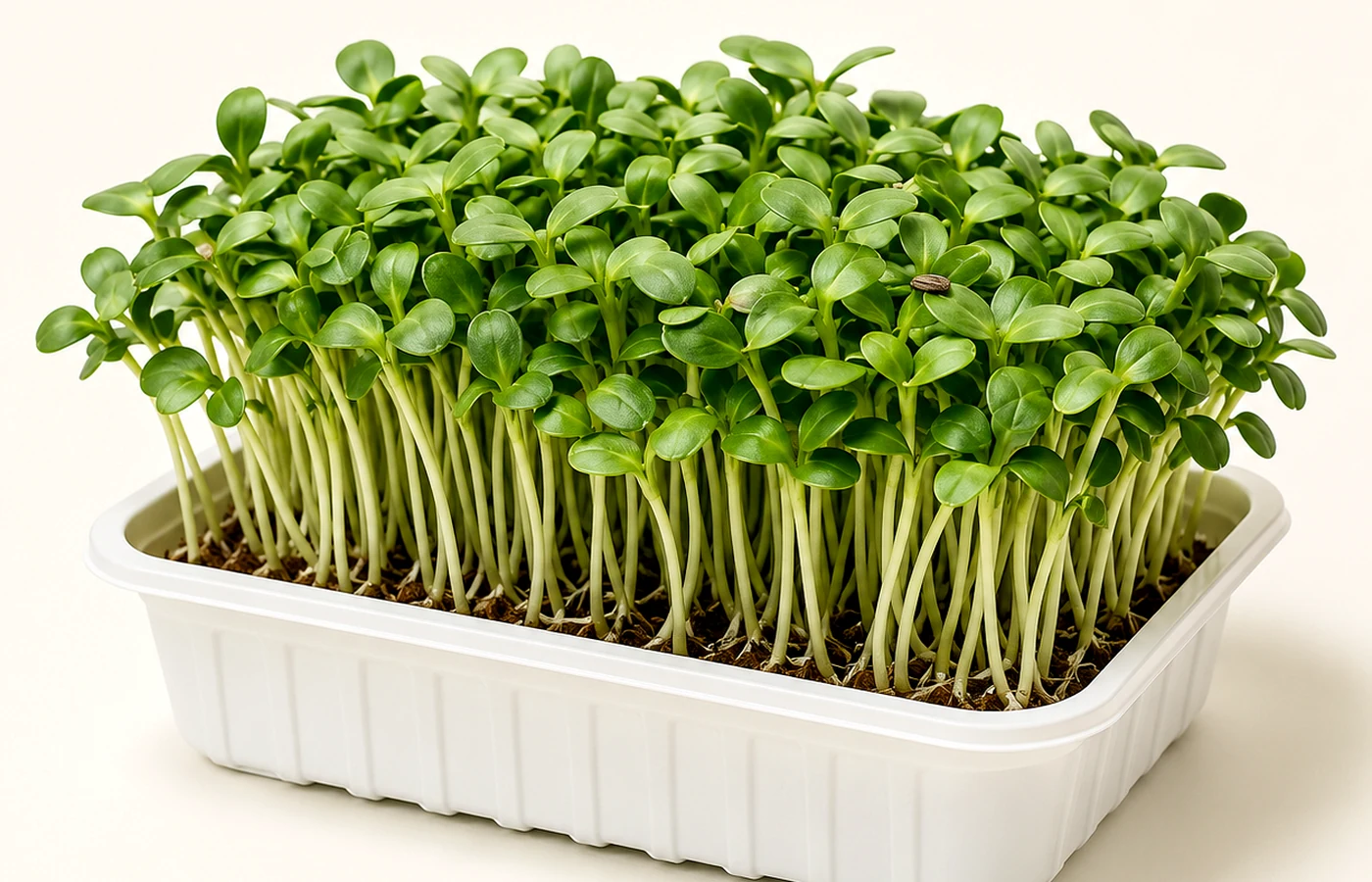 Living microgreens positioned for bright indirect light