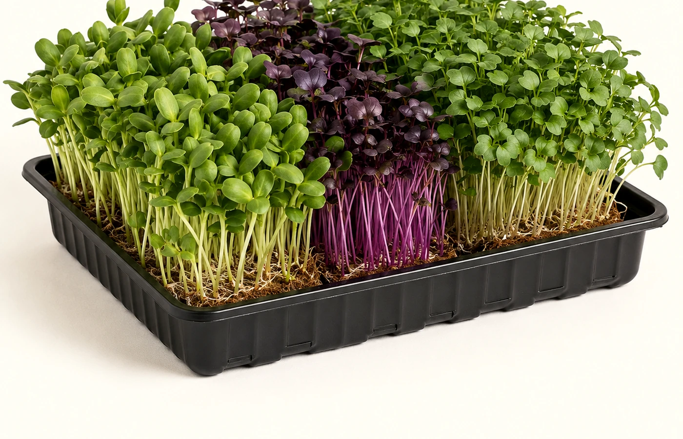 Visible roots and growing medium in a living microgreen bowl